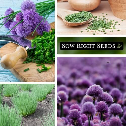 Sow Right Seeds - Common Chives Seeds for Planting Your Own Herb Garden 3pk - Image 4