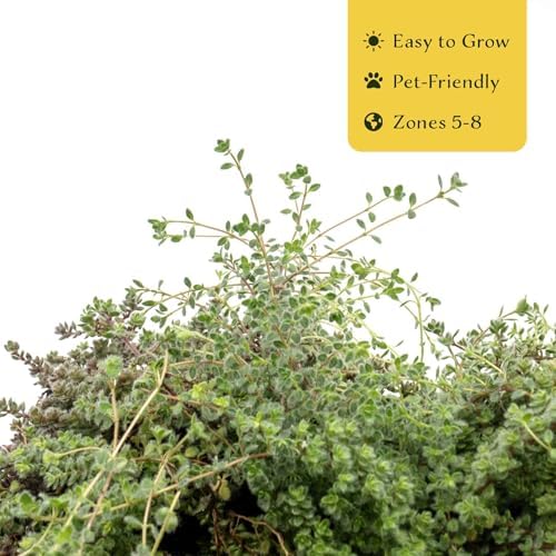 3 Woolly Thyme – Low-Growing Fragrant Fuzzy Evergreen Groundcover for Rock Gardens, Containers & Pathways (Thymus pseudolanuginosus) in 2.5″ Cubes, Live Plants - Image 6
