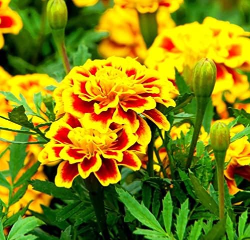 200 Pcs Mixed Marigold Seeds Flower to Plant Bonsai Home Decor - Image 3