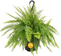 Costa Farms Boston Fern, Live Indoor Plant, Easy Care, Home Decor by Unknown
