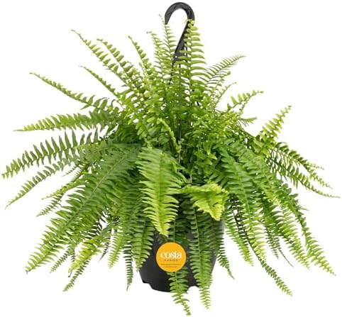 Costa Farms Boston Fern, Live Indoor Plant, Easy Care, Home Decor by Unknown