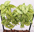 Reptile Plants for Terrarium,Habitat Decor, Hanging Plant with Suction Cup by KERUIDENG