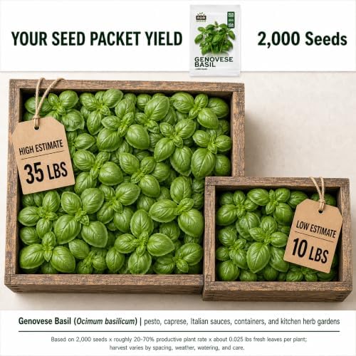 2000 Genovese Basil Seeds for Planting - Italian Sweet Basil for Pesto, Heirloom, Non-GMO, USA Grown by RDR Seeds - Image 2