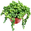 Sprout N Green 4" String of Pearls, Live Trailing Succulent by SproutNGreen