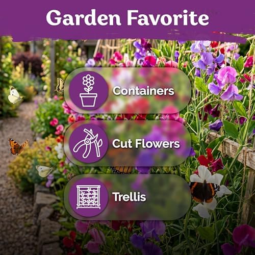 50 Sweet Pea Mammoth Mix Heirloom Flower Seeds, Lathyrus Odoratus - Image 6