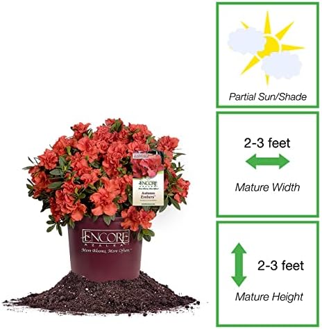 Live Encore Azalea Autumn Embers in 3 Gallon Pot | Red Flowering Bushes Ready to Plant | Reblooming and Pollinator Attracting Azalea Shrubs - Image 2