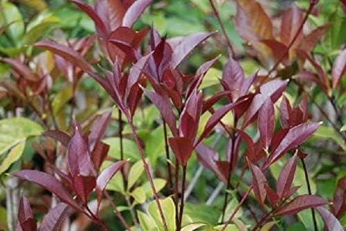 (1) - Apricot Echo Orange Tea Olive - Starter Plant (L4) (1 Plant) - Image 3