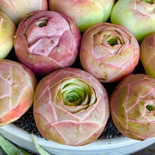 3PCS Aeonium Aureum Live Succulent Plants Bare Root, Mountain Rose Succulents Live, 0.5-1.5", Easy Care Rosette Succulents for Indoor Outdoor Decor, Garden, Gifts, No Pot or Soil - Image 5