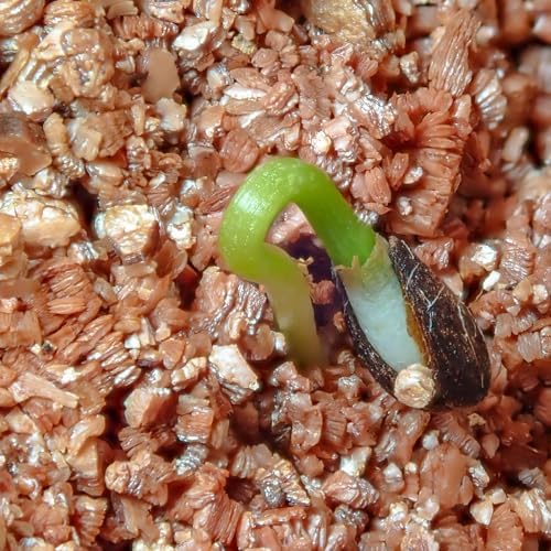 Vermiculite for Gardening 1qt, Horticultural Sand Perfect for Seed Starter or Propagation by Cutting, Soil Addictive for Aeration and Moisture Retention - Image 6