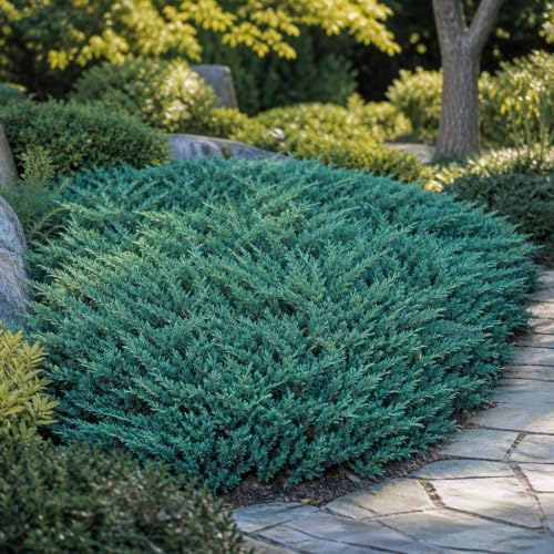 Juniper Bar Harbor - 50 Live Plants - Juniperus Horizontalis - Drought Tolerant Cold Hardy Evergreen Ground Cover - Image 2