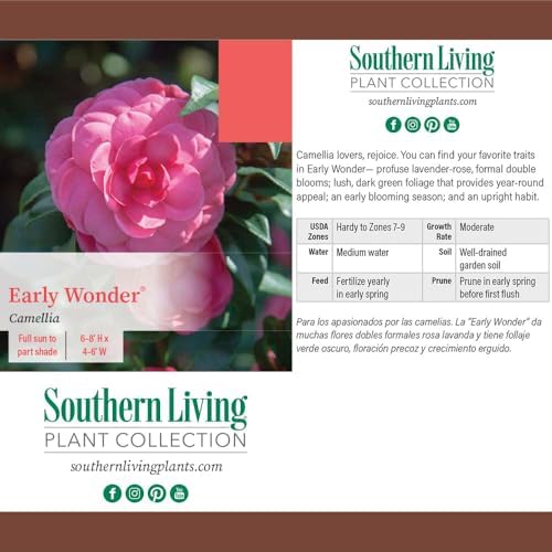 Southern Living 1 Gal. Camellia Early Wonder Shrub - Image 4