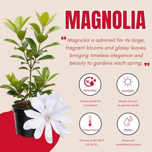 White Magnolia Flower Tree Live Plant, Spring Bloom Tree, 2.5'' Pot - Image 3