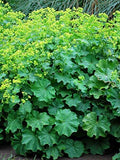 Perennial Farm Marketplace Alchemilla mollis (Lady's Mantle) Groundcover, 1 Quart, Light Green Foliage (Pack of 6) by PerennialFarmMarketplace