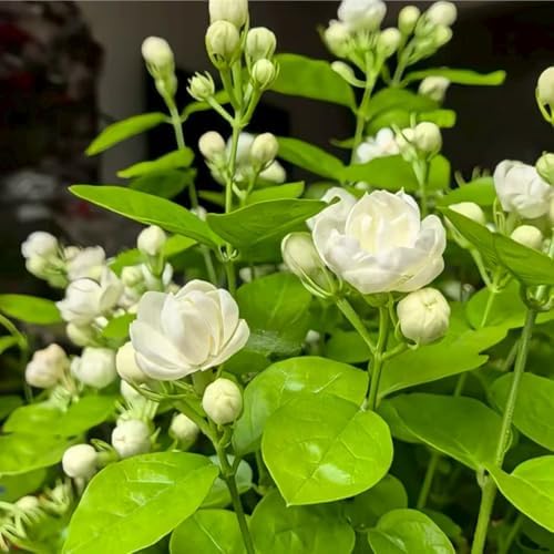 100 Pcs Climbing Jasmine Seeds for Planting-Fragrant Arabian Jasmine Plant Seeds to Plant Non-GMO Easy to Growing High Germination for Garden Balcony Trellis - Image 3