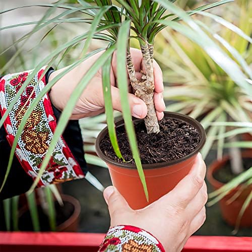 Augshy 150 Pcs 4Inches Plastic Plants Nursery Pot, Seed Starting Pots - Image 6