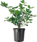 Nellie Holly | 3 Large Trade Gallon Size Plants | Ilex Nellie R. Stevens | Privacy Screen Hedge Evergreen Shrub, Fast Growing Dense Foliage, Year-Round Interest, Low Maintenance Ornamental Berries by FloridaFoliage