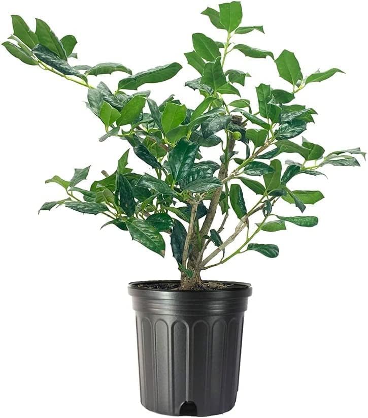 Nellie Holly | 3 Large Trade Gallon Size Plants | Ilex Nellie R. Stevens | Privacy Screen Hedge Evergreen Shrub, Fast Growing Dense Foliage, Year-Round Interest, Low Maintenance Ornamental Berries by FloridaFoliage