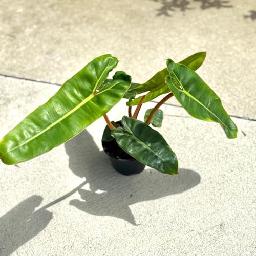 Philodendron Billietiae Live Plant - Rare Orange Stem Indoor Houseplant by NYCitySucculents