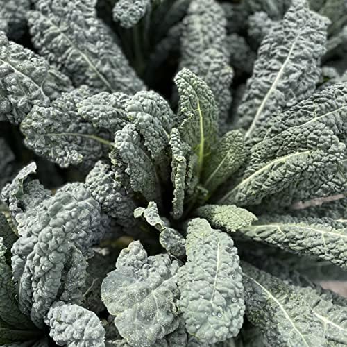 Sereniseed Certified Organic Leafy Greens Lettuce Seeds Collection (10-Pack) – 100% Non GMO, Open Pollinated – Grow Guide - Image 4