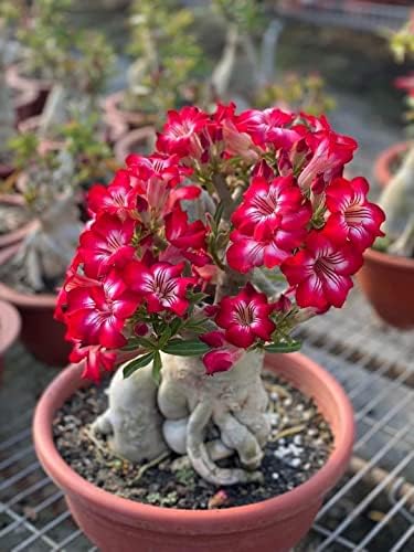 15 Adenium Bonsai Tree Seeds - Blooming Desert Rose, Easy to Grow Indoors by CZGrain