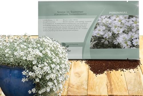 Outsidepride Snow in Summer Seeds - 5000 Pcs. Perennial, Drought-Tolerant & Easy to Grow, Ground Cover Seeds for Planting Silver Foliaged, White Blooms, Great for Rock Gardens, and Dry Landscapes by Outsidepride