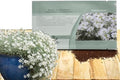 Outsidepride Snow in Summer Seeds - 5000 Pcs. Perennial, Drought-Tolerant & Easy to Grow, Ground Cover Seeds for Planting Silver Foliaged, White Blooms, Great for Rock Gardens, and Dry Landscapes by Outsidepride