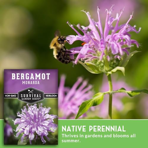 Bee Balm Seeds for Planting - Wild Bergamot Survival Garden Seeds (2 Packs) - Image 4