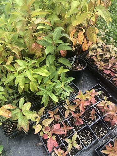Organic Button Bush (Cephalanthus occidentalis) Live Perennial, Native Plant in 2.5 inch Pot - Pollinator Plant - Image 4