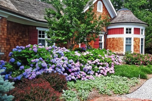 100+ Mix Hydrangea Seeds for Planting Macrophylla Giant Snowball Bonsai Hydrangea Fast Growing Shrub - Image 6