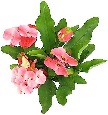 Euphorbia Crown of Thorns Plant Decor, Perennial Plants Ready to Plant, Cactus Plants Live Houseplants, Outdoor Plants Live House Plants Live Plants Indoor Plants Live Houseplants by Plants for Pets - Image 3