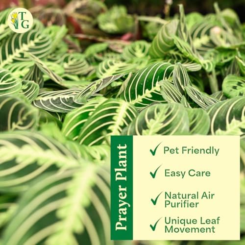 Live Lemon Lime Prayer Plant, Pet Friendly, Easy to Grow, 4" Pot - Image 5