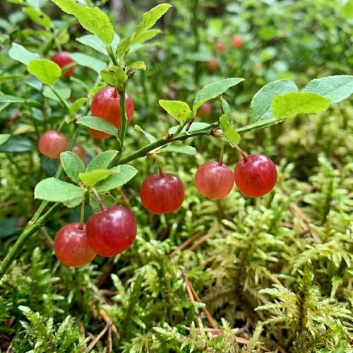 Huckleberry Tree Live Plant, Outdoor Garden Berry Bush, 6-10 Inch Tall - Image 2