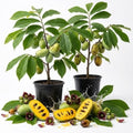 2 Pawpaw Live Fruit Trees, Cold Hardy, 6–12" Tall, Potted by UIOTER