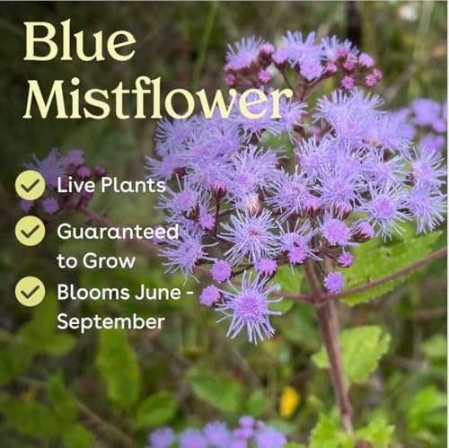 Blue Mistflower 6 Live Plants (Conoclinium coelestinum) – Native Perennial Wildflower for Pollinator Gardens & Groundcover Use, Spreading Habit, Low Maintenance, Full Sun Landscaping Plant - Image 3