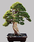 Norway Spruce Bonsai Tree Seeds - 30 Seeds - Beautiful Evergreen Tree Seeds - Picea Abies by CZGrain
