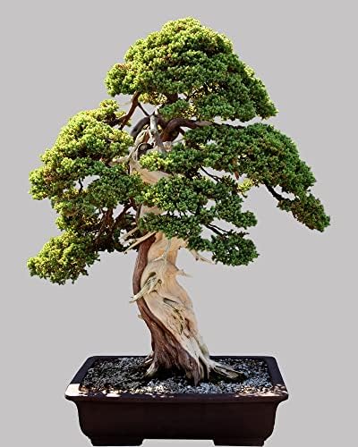 Norway Spruce Bonsai Tree Seeds - 30 Seeds - Beautiful Evergreen Tree Seeds - Picea Abies by CZGrain