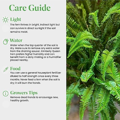 American Plant Exchange Kimberly Queen Fern – 6-Inch Pot – Live Hardy Upright Fern Houseplant, Easy Care Greenery for Home, Office, Garden, or Patio Decor - Image 5