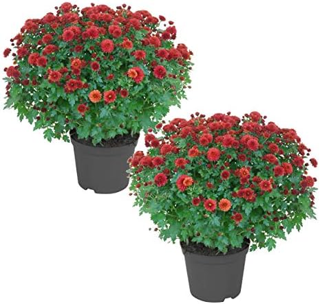 Chrysanthemum (2 Pack) - Red Blooms, Live Fall Flowering Perennial, 13" Tall by 12" Wide in 3 Qt Pot by TheThreeCompany