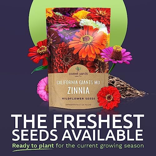 Bulk Zinnia Seeds - California Giants Mix - Bulk 1/4 Pound Bag Over 12,000 Flower Seeds - Mixed Colors and Large Blooms (Pack of 3) - Image 2