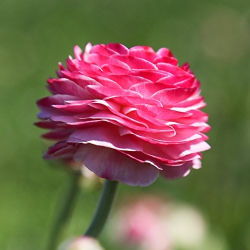Ranunculus Pink 10 Flower Bulbs - Spring Blooms, Tecolote Buttercups - Image 3