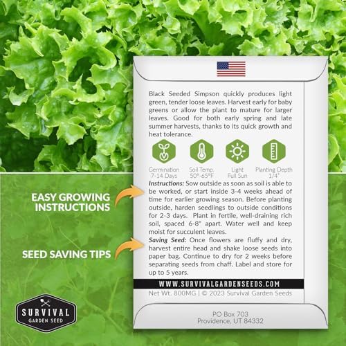 Black Seeded Simpson Lettuce Seeds – Survival Garden Seeds (3 Packs) - Image 2
