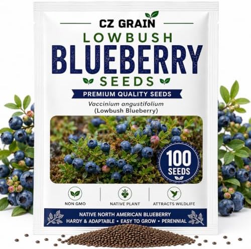 Lowbush Blueberry Seeds for Planting | Native Berry Shrub | 100 Seeds by CZGrain