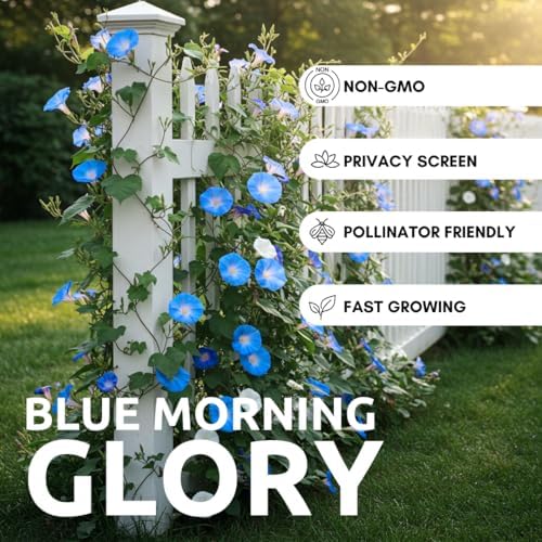 Blue Morning Glory Climbing Vine | 100 Seeds to Plant | Beautiful Flowering Vine - Image 2
