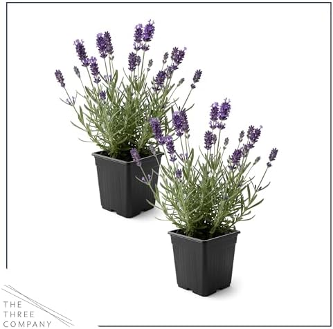 Lavender (2 Pack) - Purple Blooms, Live Fragrant & Aromatic Flowering Perennial, 10" Tall by 5" Wide in 1 Qt Pot - Image 3