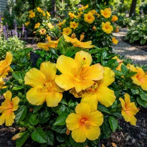 4 Golden Orange Hibiscus Plants Live, Cold Hardy Flower Bush, 4-8" Tall - Image 2