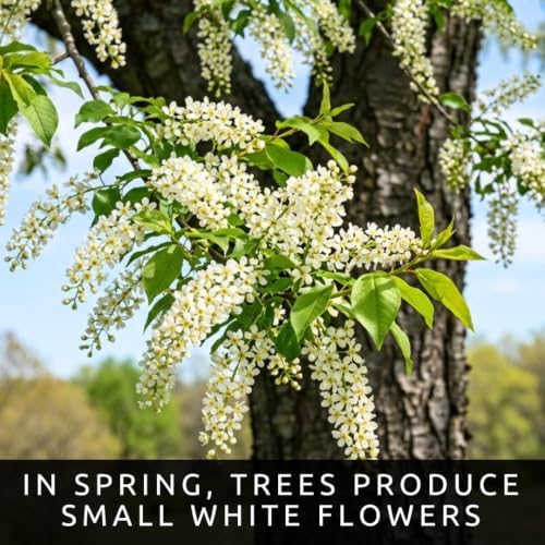 30 Black Cherry Tree Seeds | Prunus Serotina Native Tree Seeds for Planting - Image 5