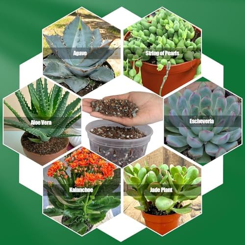 Succulent & Cactus Soil Potting Mix 2qt, Natural Organic Potting Mix for Cactus, Succulent, Palm, and Citrus Grown in Containers Indoors and Outdoors - Image 6