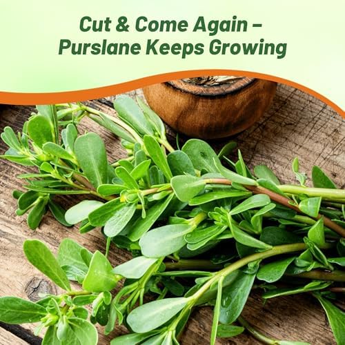 Outsidepride Green Purslane Seeds for Planting - 10,000 Pcs Annual, Easy to Grow, Vitamin-Rich & Drought Tolerant Succulent Seeds for Culinary, Xeriscaping, Containers & Hanging Baskets - Image 5