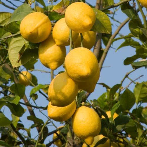 Meyer Lemon Tree Plant Live, Citrus Fruit Tree, 2 Ft Tall, 1 Gallon Pot - Image 7
