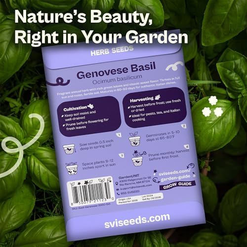 SVI 2000 Genovese Basil Seeds (Ocimum basilicum) – Sweet Basil Seed Packets – Aromatic Non GMO Heirloom Large Leaf Culinary Herb Seeds, Outdoor & Indoor Herb Garden - Image 2